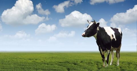 Verwandeln Sie Ihre Website mit diesen 5 Tipps in eine Cash Cow